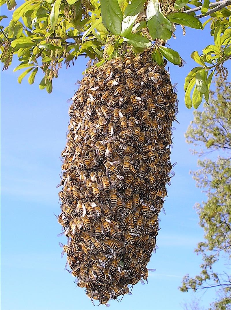 Essaim d’abeilles — récupération privilégiée en Seine-et-Marne Nord (77)