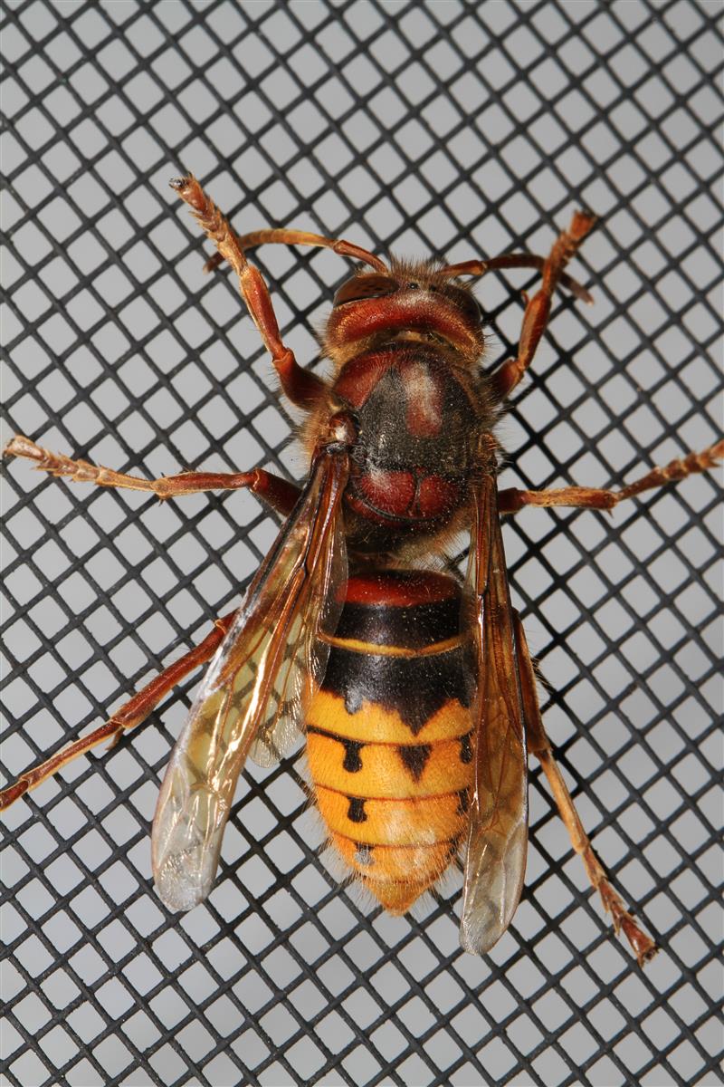 Frelon européen — identification et destruction de nid en Seine-et-Marne (77)