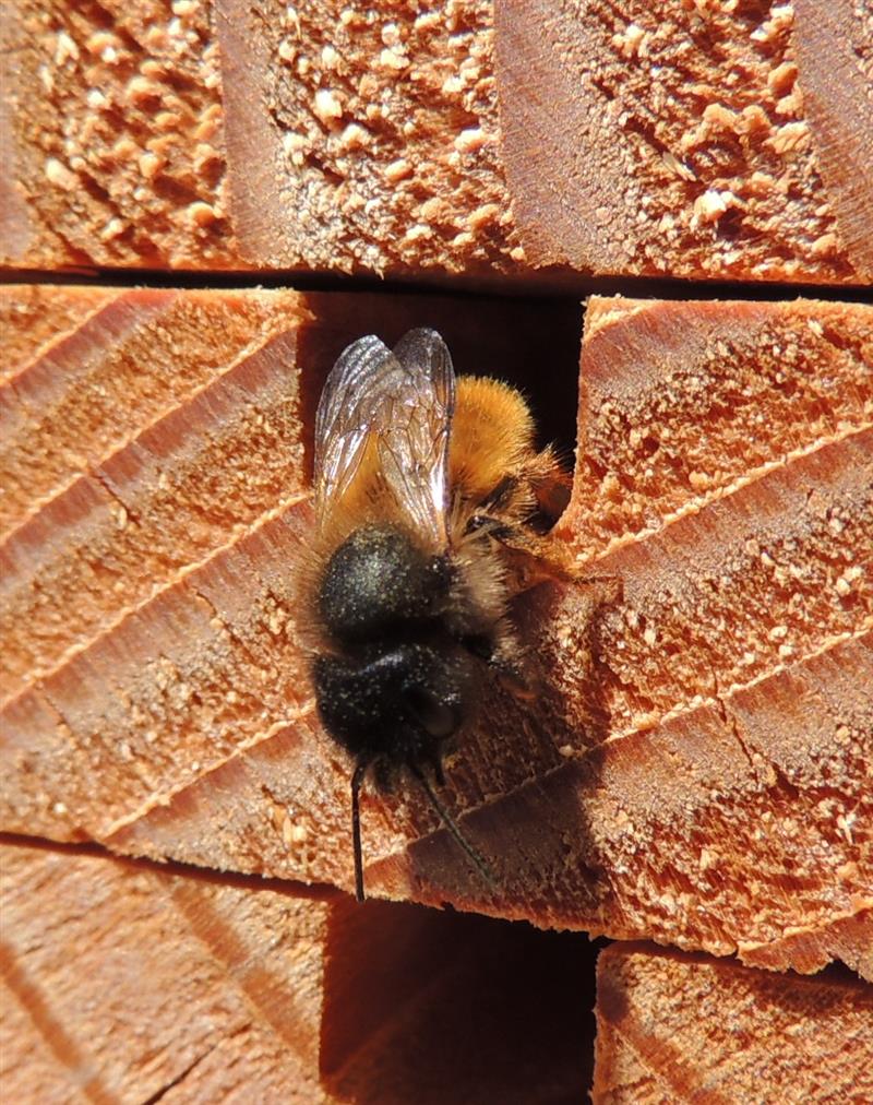 Osmie — abeille solitaire pollinisatrice, espèce protégée en Île-de-France